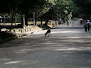 Zahmer Hirsch im Nara-Park